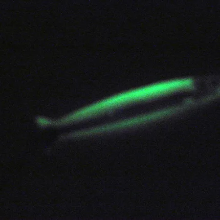 Silver Horde Coho Killer UV Glow Plandavka, Bílá/Zelená, 5g, UV, #3004