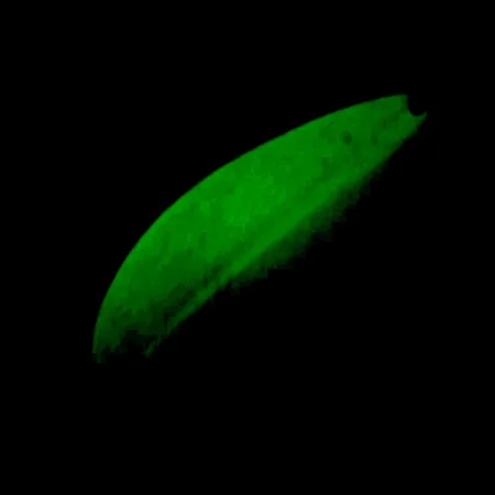 Plandavka TODDCO Main liner Glow UV, Bílá/Žlutá/Nikl, 21g, UV, #5698