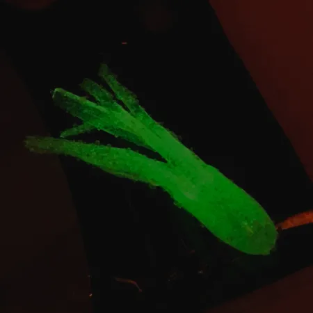 Bass Pro Shops Squermin' Squirts Tube, Bílá Glow, 3.5cm, Glow, #6094